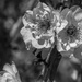 Flowers by gosia