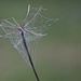Spider flower by randystreat