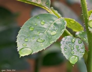 17th Sep 2014 - After the Rain