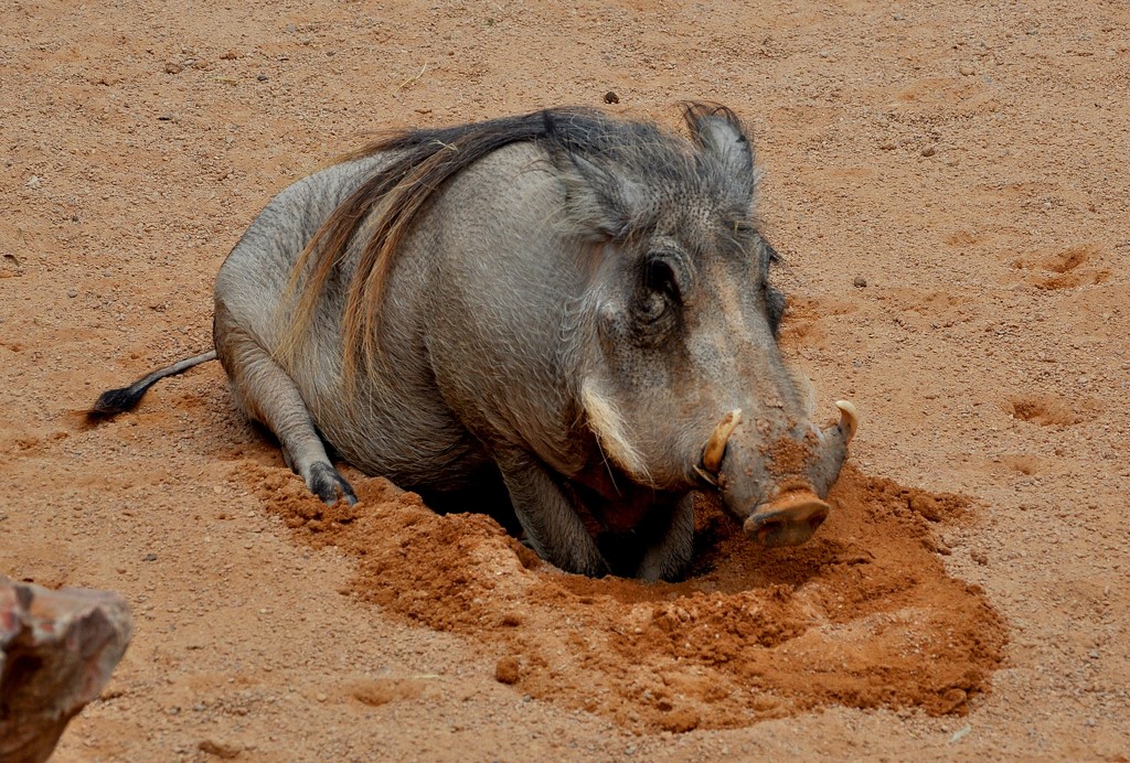 Warthog  by philbacon