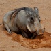 Warthog  by philbacon