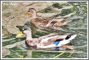 18th Sep 2014 - Out for a Duck, it's a Pair in Cricket.