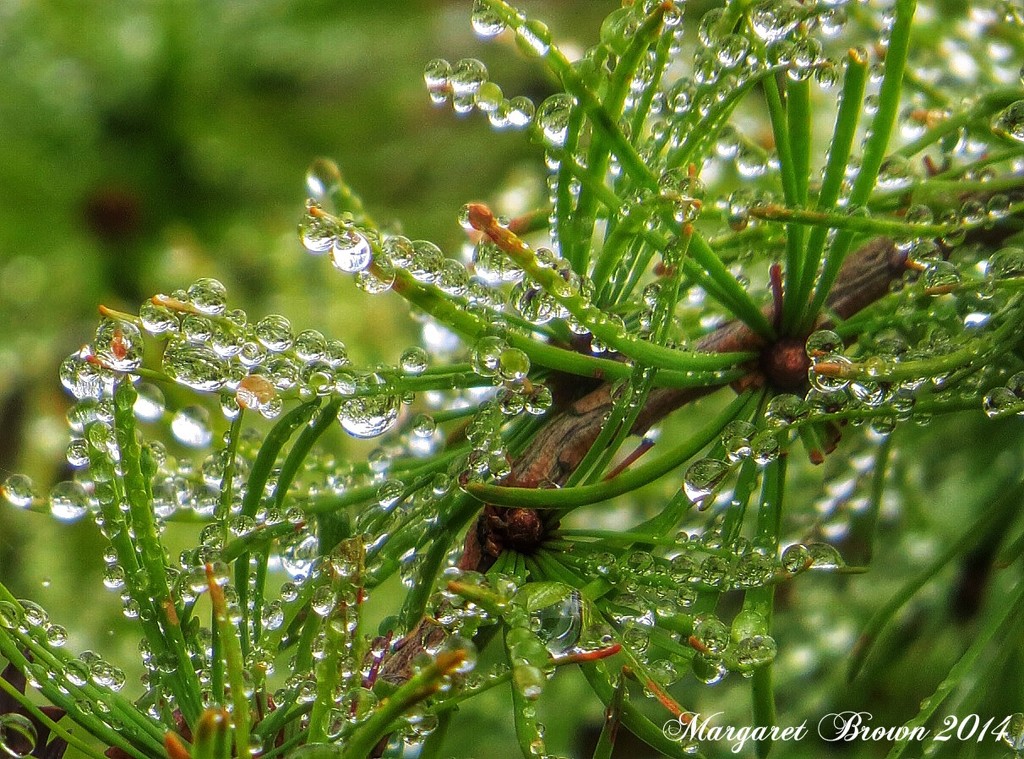 Dewdrops by craftymeg