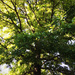 Our Pin Oak Tree by yogiw