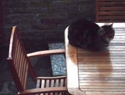 18th Sep 2014 - The Cat Who Ate the Dinner Guests