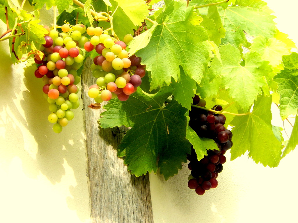 The grapes are nearly ready for harvesting. by snowy