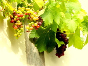 18th Sep 2014 - The grapes are nearly ready for harvesting.