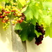 The grapes are nearly ready for harvesting. by snowy