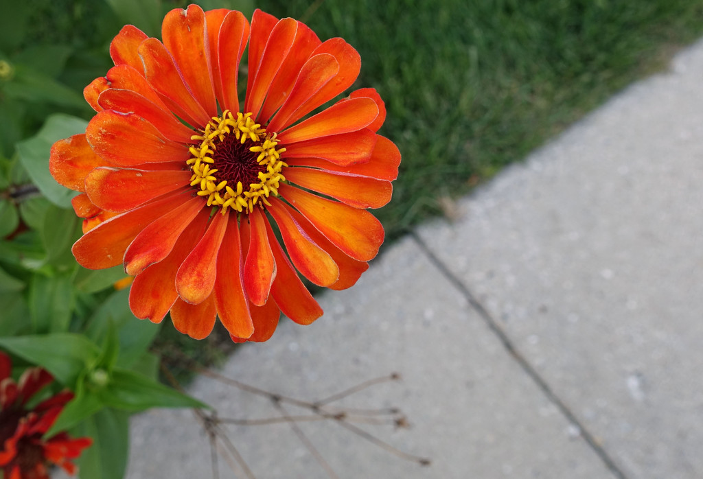 Orange Flower by Sidewalk by rminer