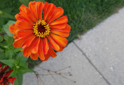 17th Sep 2014 - Orange Flower by Sidewalk