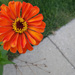Orange Flower by Sidewalk by rminer