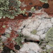 Lichen and Quartz  by radiogirl