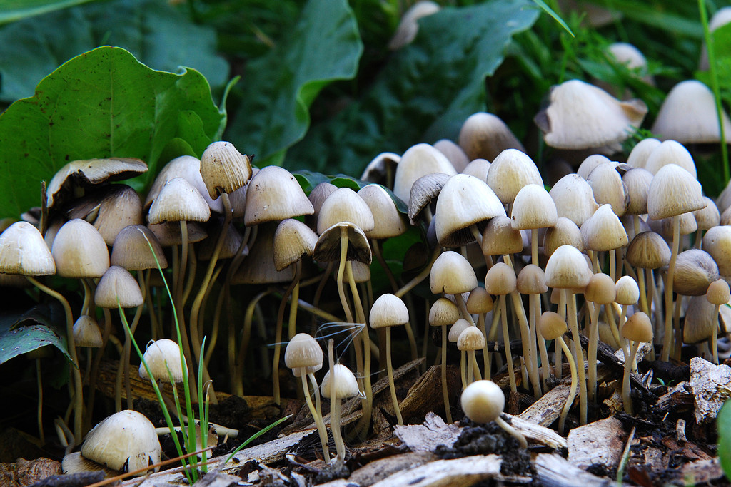 Mushroom forest! by fayefaye