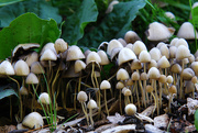 18th Sep 2014 - Mushroom forest!