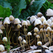 Mushroom forest! by fayefaye