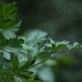 Green Flat Leaf Parsley  by mzzhope