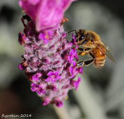 18th Sep 2014 - Bee in the lavender