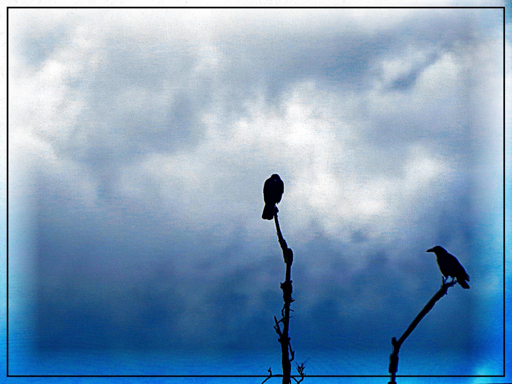 Two Black Birds on a Tree by olivetreeann