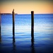 Day 261:  New Haven Harbor by sheilalorson