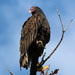Turkey Vulture by juletee