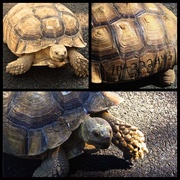 18th Sep 2014 - Tortoise Tale
