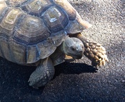 18th Sep 2014 - Tortoise: a close encounter