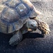 Tortoise: a close encounter by redy4et