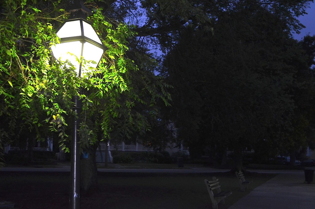 Lamplight at Colonial Lake, Charleston, SC by congaree