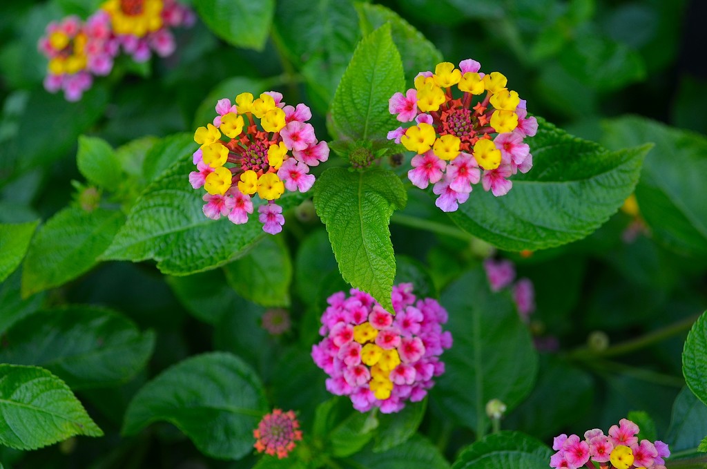 Lantana (butterfly bush)  I rarely get a nice focused picture of the beautiful and diminutive flower but this one comes close to conveying the special magic of this summer flower. by congaree
