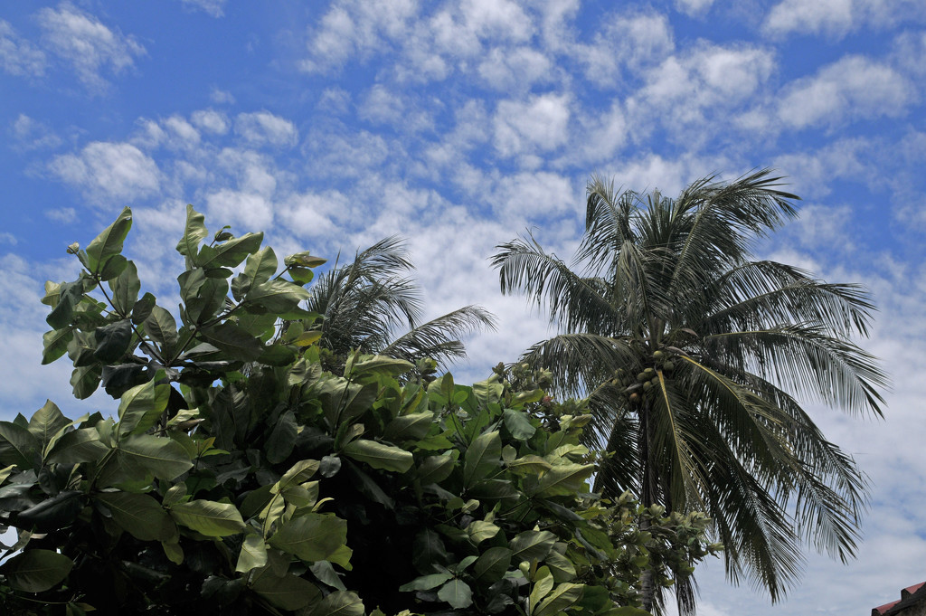 Palm Trees and dappled clouds by ianjb21