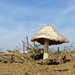 Mushroom...  by fortong
