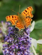 19th Sep 2014 - Comma butterfly