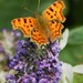 Comma butterfly by fishers