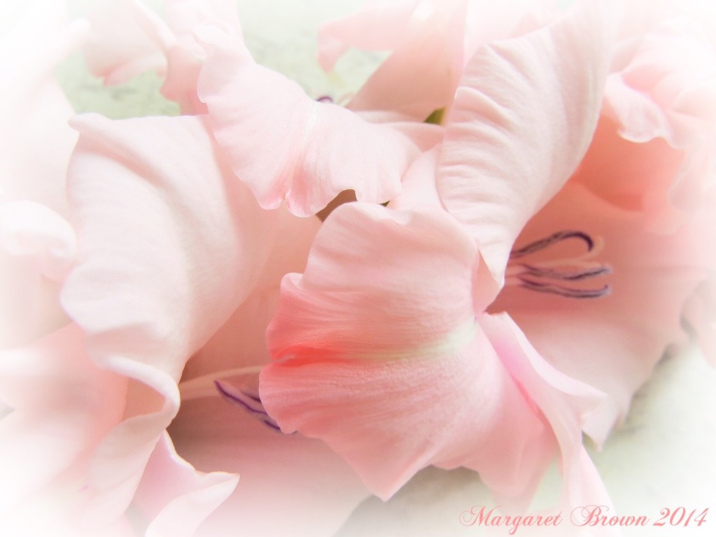 Soft pink frillies by craftymeg