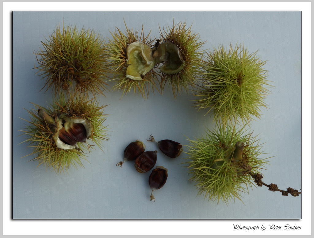 Wild Nuts by pcoulson