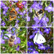 18th Sep 2014 -  Bees, Butterflies and Lobelia