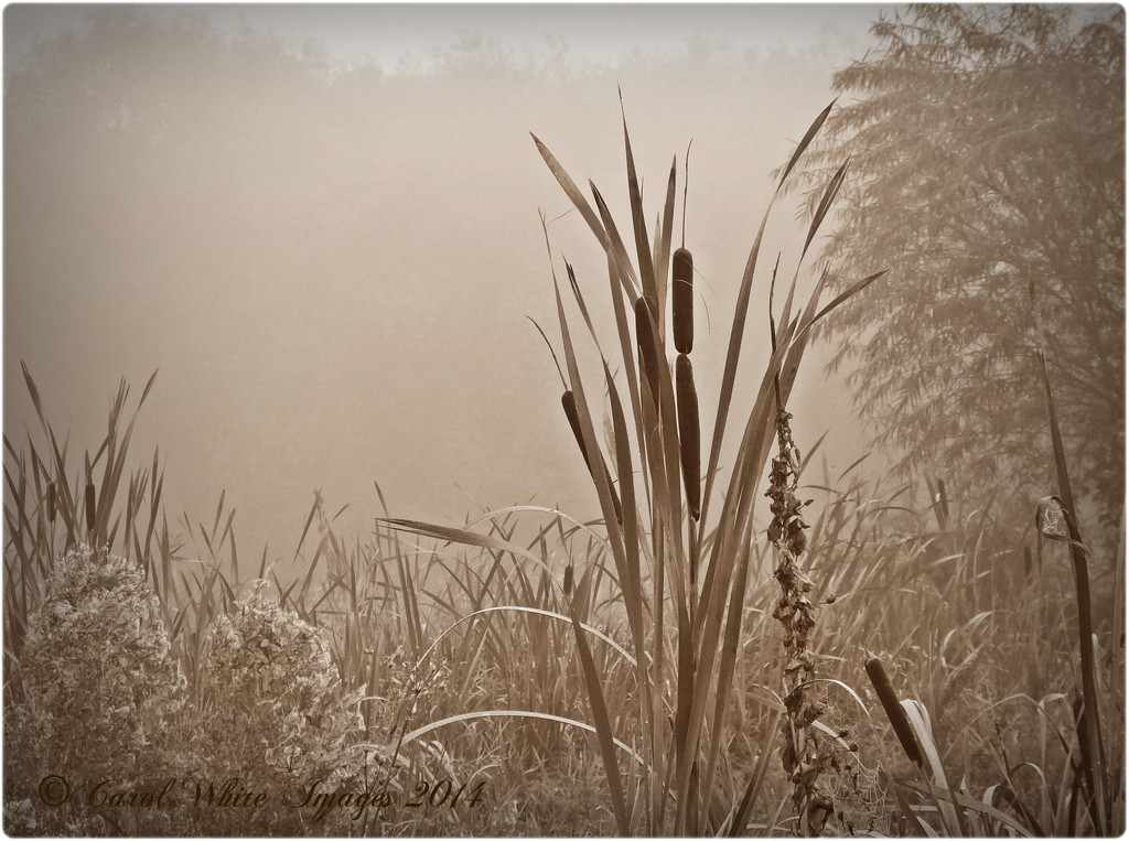 Reeds In The Mist by carolmw