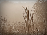 19th Sep 2014 - Reeds In The Mist