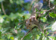18th Sep 2014 - Squirrel, Wounded