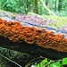 Rainforest Lichen. by happysnaps