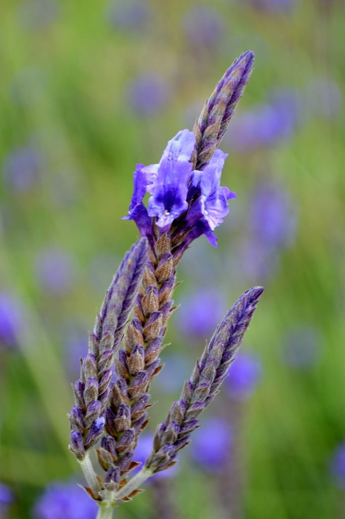 Lovely lavender.  by dianeburns