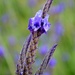 Lovely lavender.  by dianeburns