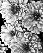 19th Sep 2014 - Infrared Mums
