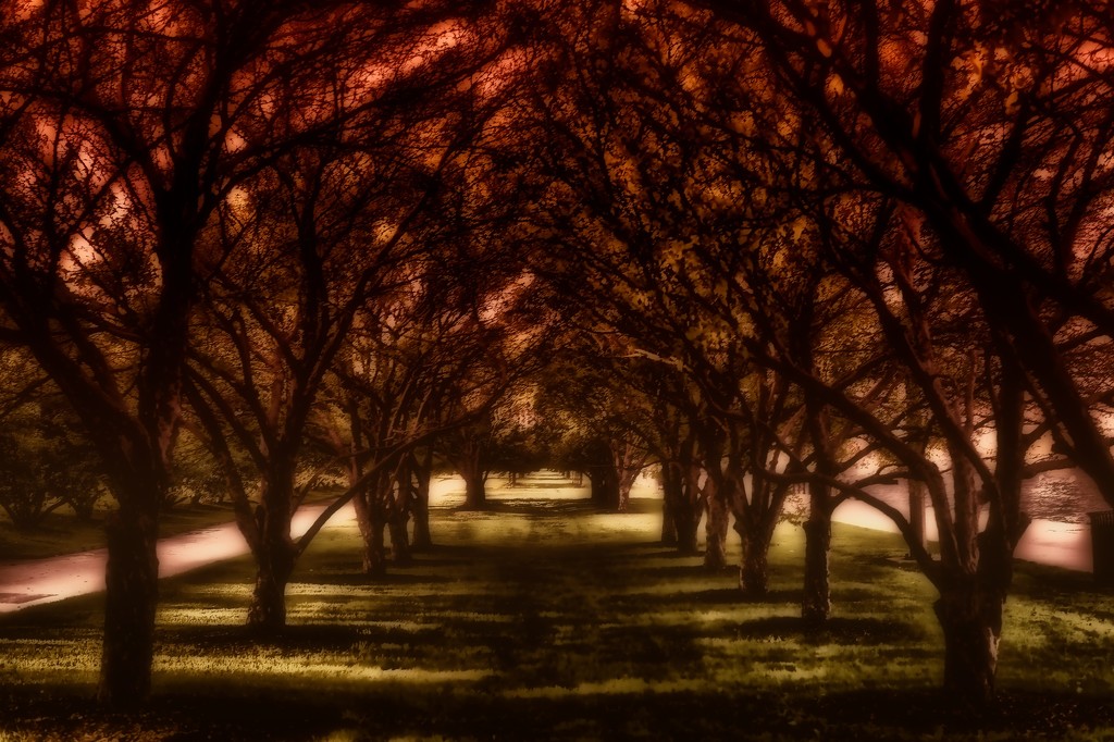 Tunnel of Trees by taffy