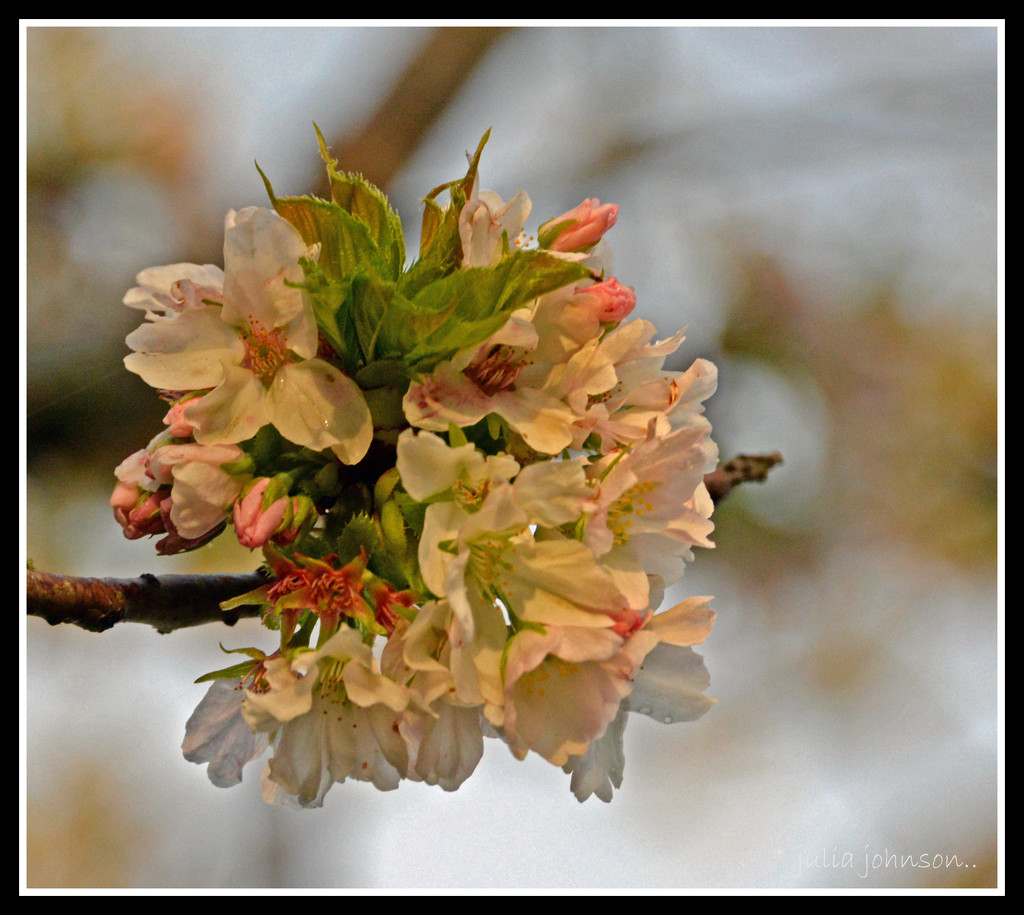 Cherry blossom on the tree by julzmaioro