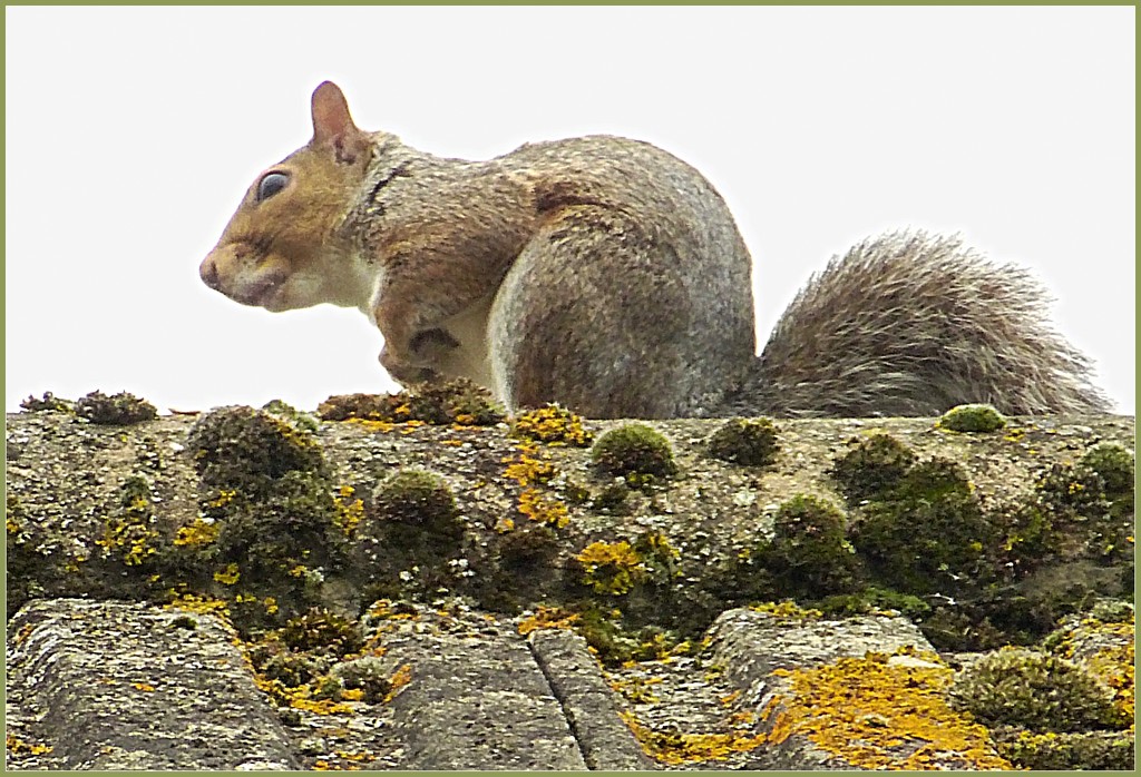 squirrel on a moss-covered roof by quietpurplehaze