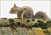 20th Sep 2014 - squirrel on a moss-covered roof