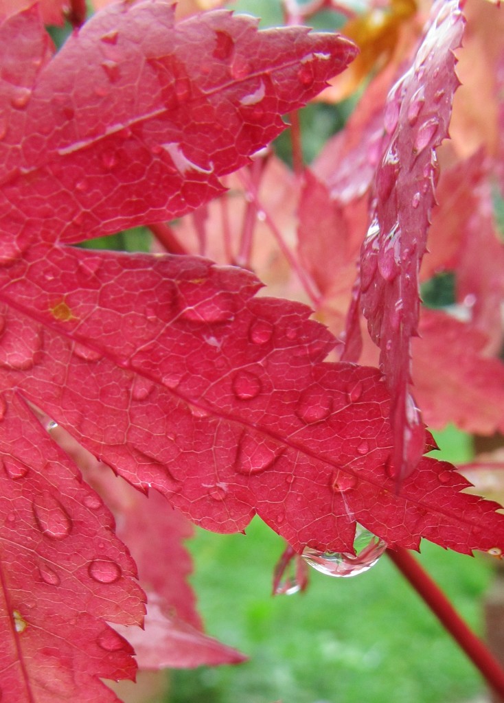 Autumn rain. by jokristina