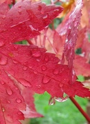 20th Sep 2014 - Autumn rain.