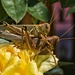 Even Grasshoppers Do It by lynne5477